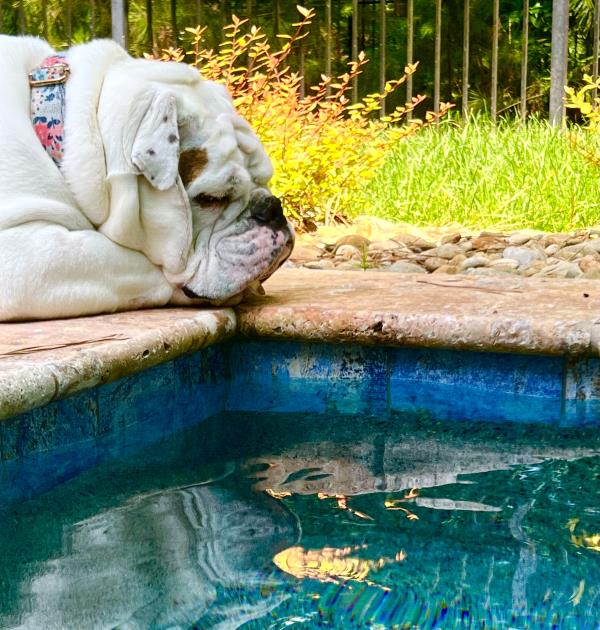 /Images/uploads/Long Island Bulldog Rescue/LIBR-2025-Calendar/entries/32192thumb.jpg